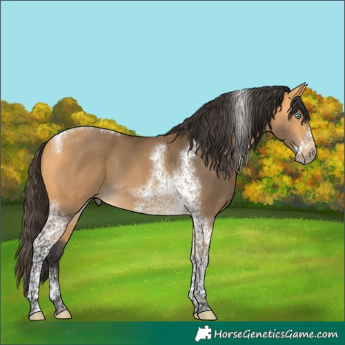 Horse Color:Buckskin Tobiano Frame 