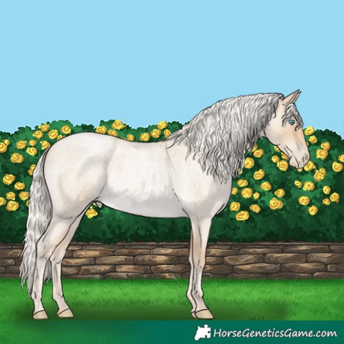 Horse Color:Silver Smoky Blue Roan Pearl 