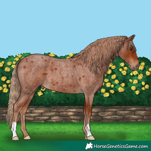 Horse Color:Red Roan 