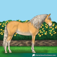 Horse Color:Palomino 