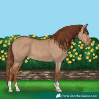 Horse Color:Red Dun 