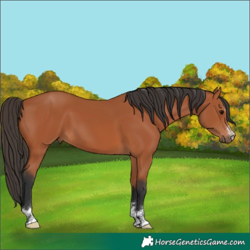 Horse Color:Unknown 
