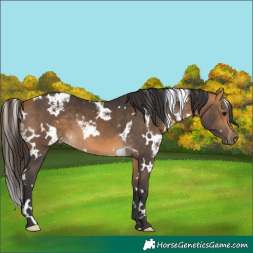 Horse Color:White Spotted Buckskin 