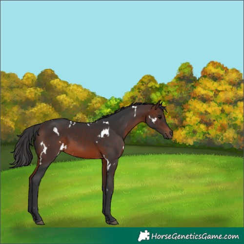 Horse Color:White Spotted Brown 