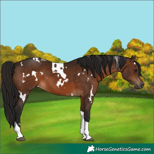 Horse Color:Gray White Spotted Bay Tobiano 