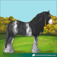 Horse Color:White Spotted Black