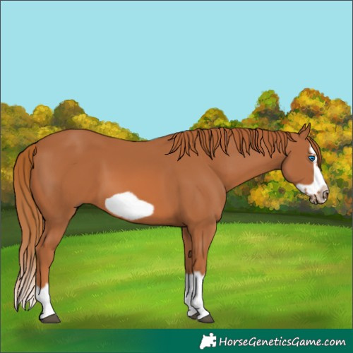 Horse Color:Chestnut Splash Frame 