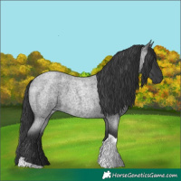 Horse Color:Blue Roan Tobiano 