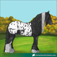 Horse Color:Black Tobiano Appaloosa 
