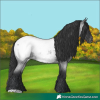 Horse Color:Blue Roan Appaloosa