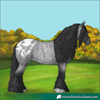 Horse Color:Blue Roan Appaloosa