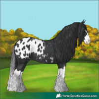 Horse Color:Black Splash Appaloosa