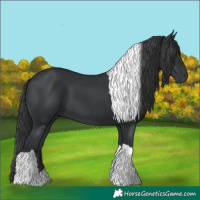 Horse Color:Black Tobiano 