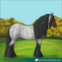 Horse Color:Blue Roan Rabicano 