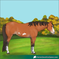 Horse Color:Bay Splash Frame 