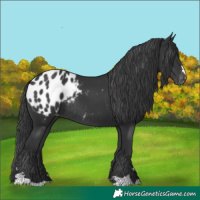 Horse Color:Black Appaloosa Rabicano 
