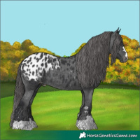 Horse Color:Black Appaloosa Rabicano