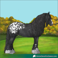 Horse Color:Black Appaloosa Rabicano