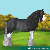 Horse Color:Black Splash Rabicano 