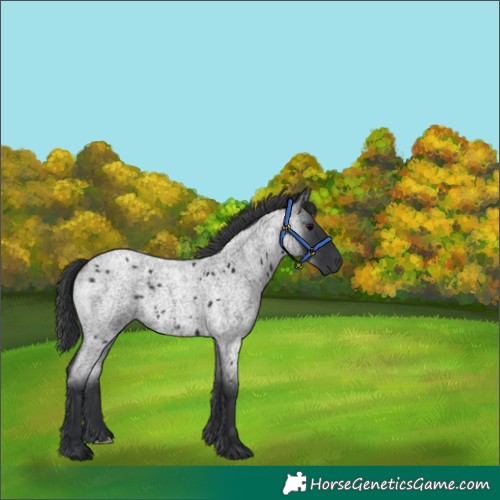 Horse Color:Blue Roan