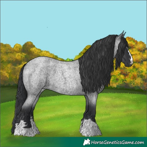 Horse Color:Blue Roan 