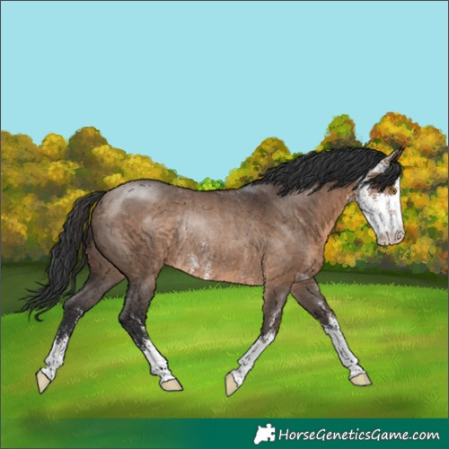 Horse Color:Brown Dun Sabino Rabicano