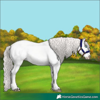 Horse Color:Perlino Dun 