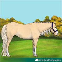 Horse Color:Gold Cream Champagne Dun 