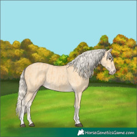 Horse Color:Palomino and Gold Cream Champagne