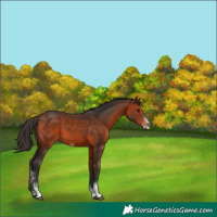 Horse Color:Bay Sabino 
