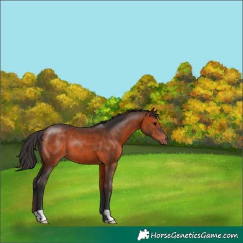 Horse Color:Brown 