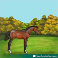 Horse Color:Brown 