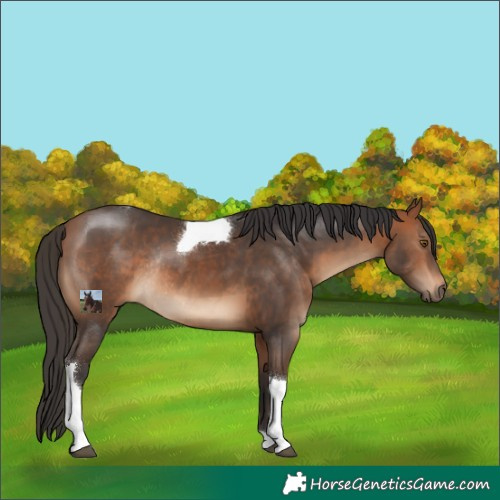 Horse Color:Bay Tobiano Rabicano 