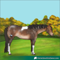 Horse Color:Bay Tobiano Rabicano