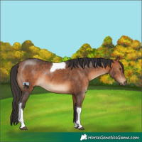 Horse Color:Bay Tobiano Rabicano