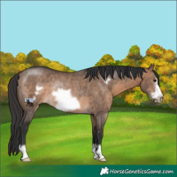 Horse Color:Brown Dun Frame Rabicano