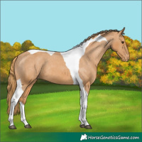 Horse Color:Chestnut Tobiano Appaloosa 