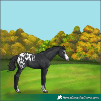 Horse Color:Black Sabino Appaloosa 