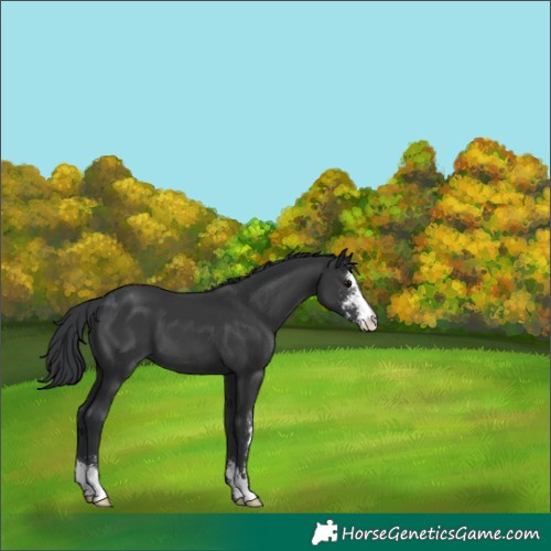 Horse Color:Black Sabino Appaloosa