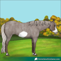 Horse Color:Silver Blue Roan Frame 