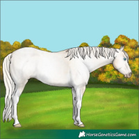 Horse Color:Gray Silver Buckskin Pearl Dun Tobiano Varnish 