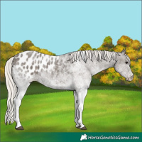 Horse Color:White Spotted Silver Black Tobiano Appaloosa Rabicano 