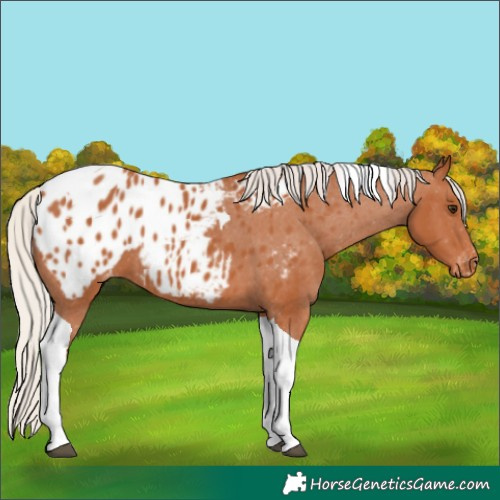 Horse Color:Silver Bay Tobiano Appaloosa 
