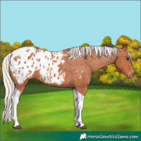 Horse Color:Silver Bay Tobiano Blanket 