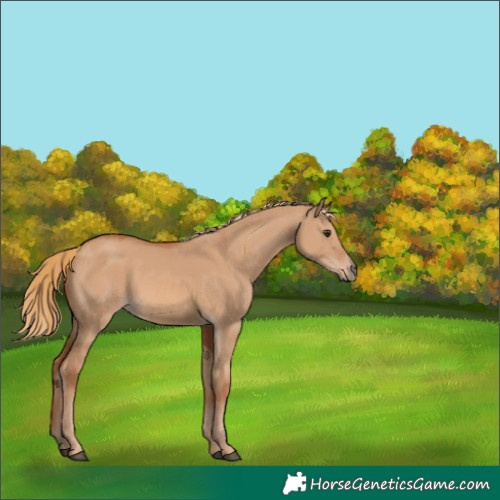 Horse Color:Red Dun 