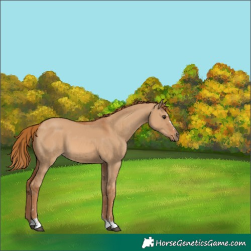 Horse Color:Red Dun 