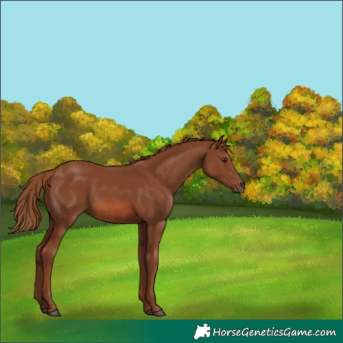 Horse Color:Chestnut 