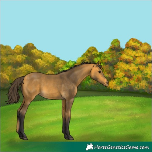 Horse Color:Buckskin 
