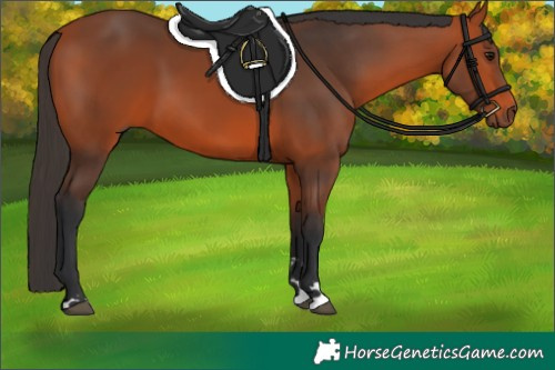 Horse Color:Bay 
