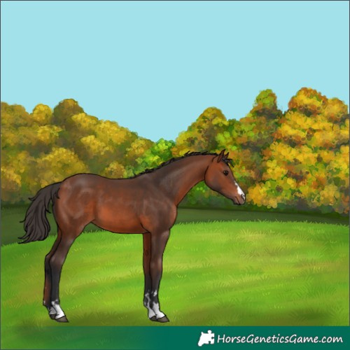 Horse Color:Bay 